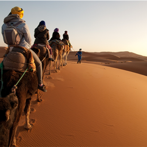NPA Travel Health Training (online)(Member)